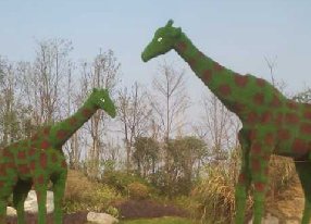 长颈鹿绿雕动物绿雕